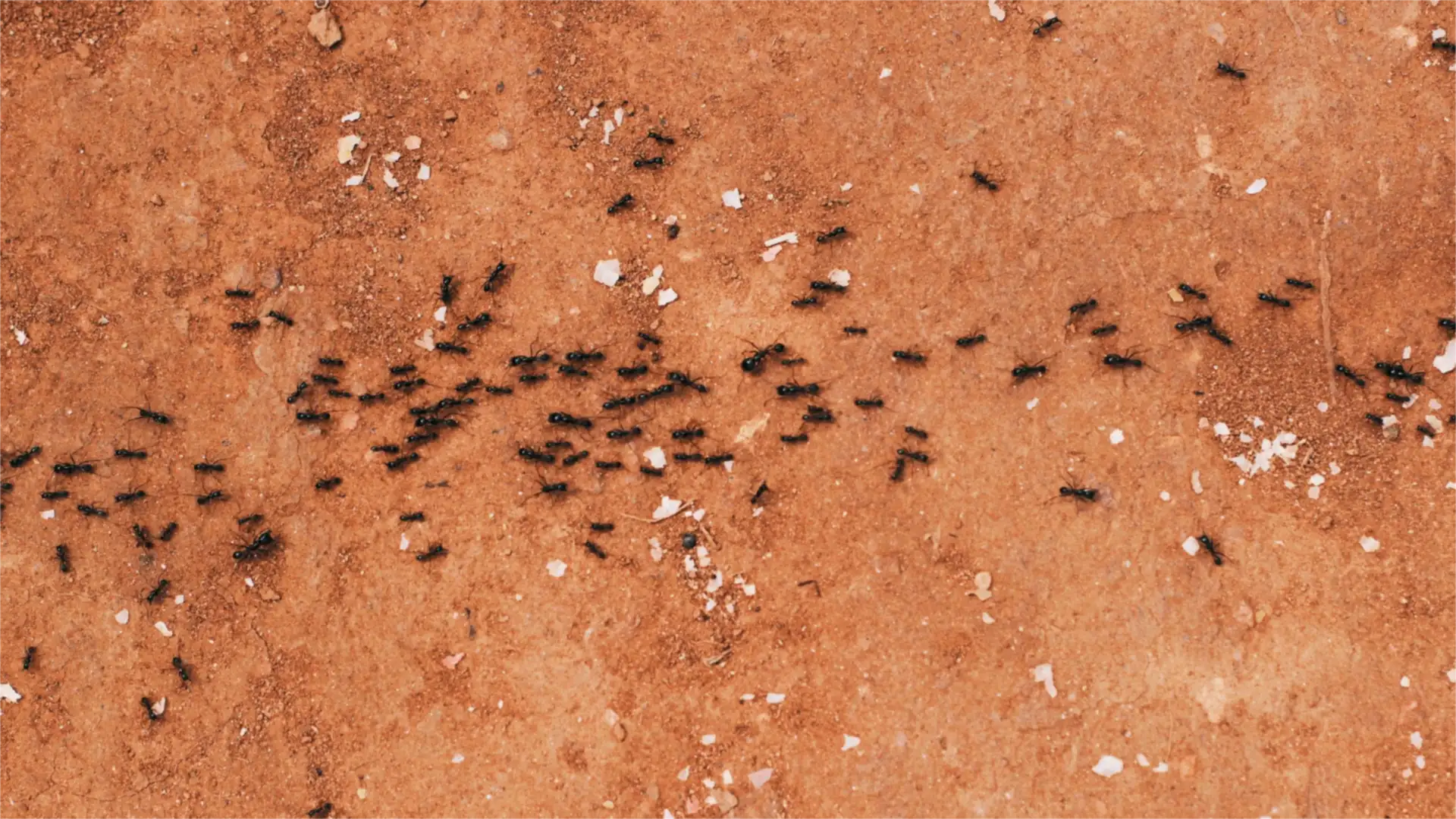 A line of black ants crossing bare orange earth