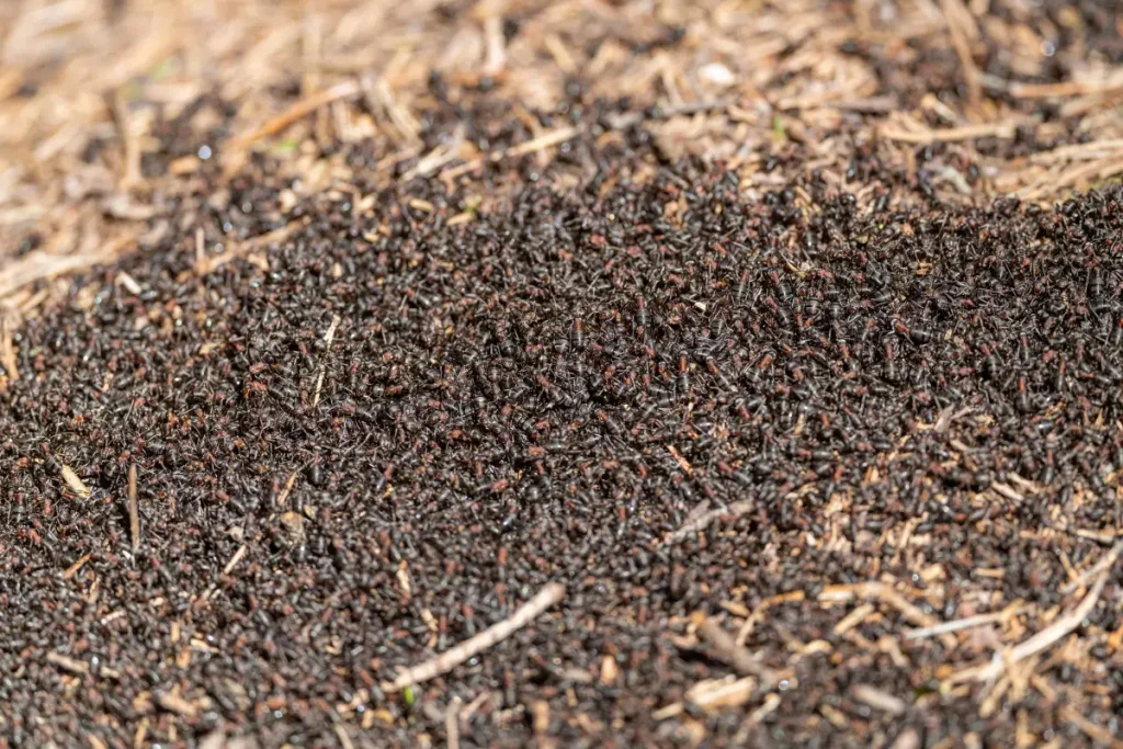 A dense mass of ants covering a nest mound of soil and plant debris