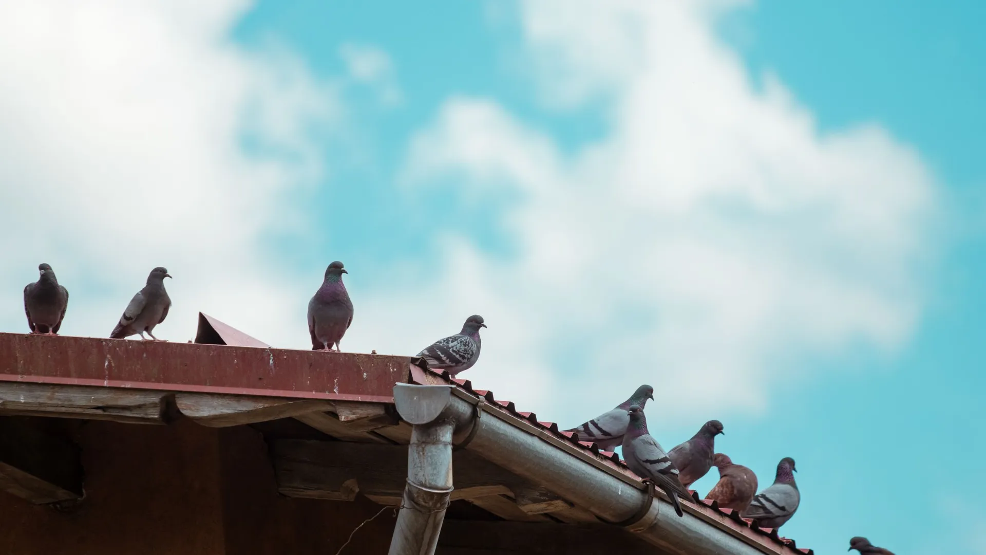 Pigeons lined along a roof edge and gutter against a blue sky