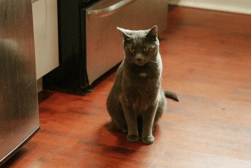 Grey cat sitting on a kitchen floor beside the oven