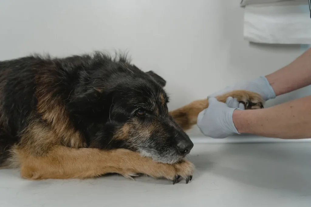 Gloved hands holding the paw of a resting dog on a white examination table