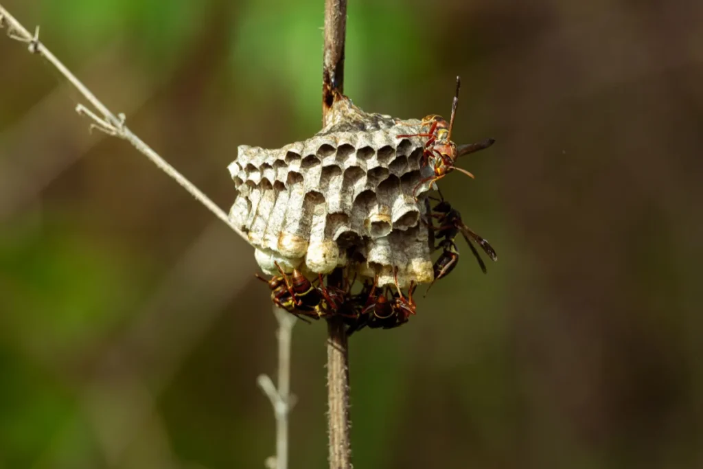 Paper wasp nest on a thin twig with wasps gathered on it