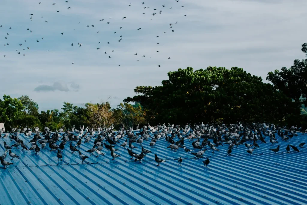 Large flock of pigeons on a blue corrugated metal roof