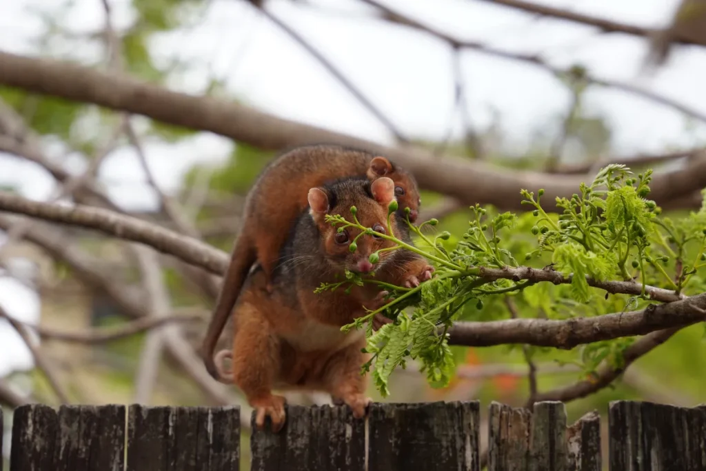 Ringtail possum carrying a young possum on its back along a timber fence