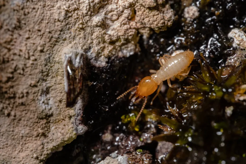 Close-up of a termite on timber, one of the signs of termites