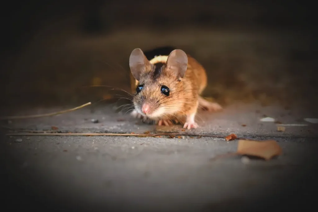 Small rodent on a dark floor