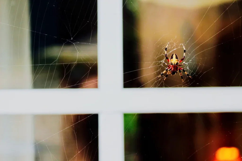 Spider in its web across the outside of a white-framed window