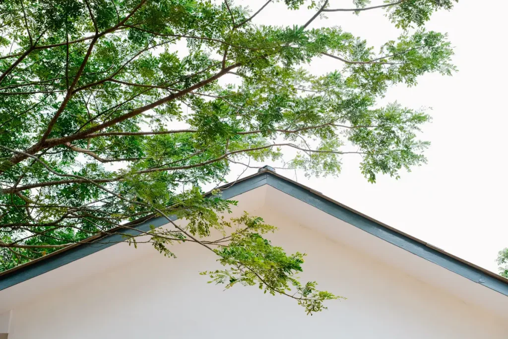 Leafy tree branches reaching over the edge of a roof