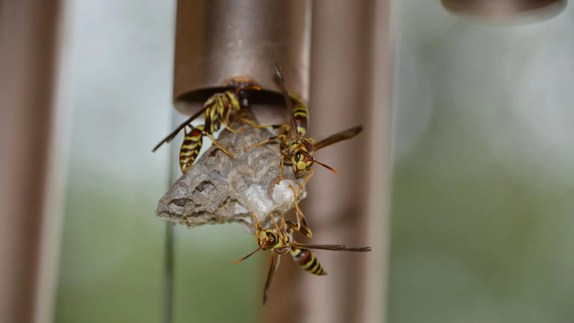 Paper wasps on a small grey nest hanging beneath a metal tube